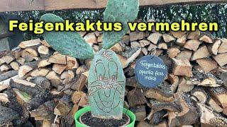 Feigenkaktus vermehren durch Steckling (opuntia ficus indica)