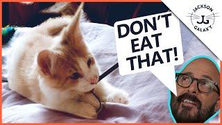 How to Stop Your Kitten Chewing: Tips & Toys