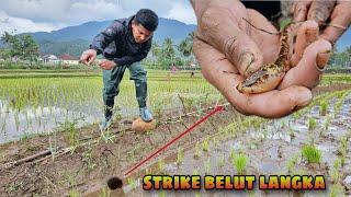 Rezeki nomplok! Dapat belut unik berwarna cantik saat mancing belut di sawah, Belut langka