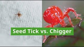 Differences Between Seed Ticks and Chiggers