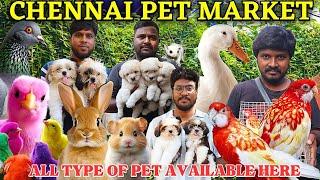 EXOTIC PETS AT BROADWAY MARKET| PETS| @gowthamirfan3858#broadwaypetmarket#petmarket#pets