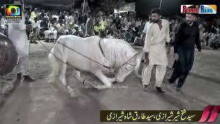 Horse Dance l Fakhar e Kamaliya l Shear e Punjab l 3 4 July 2024 l Shahbal Shah Nehra 742 Kamaliya