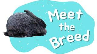 Silver Fox Rabbit | Meet the Breed - Episode 4