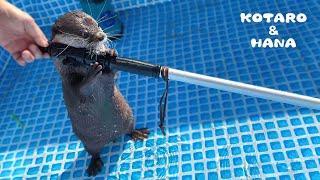 Otter Helping Me Clean Up The Pool