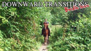 Downward Transitions | Bridle less & in Forestry