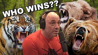 Joe Rogan: BEAR vs TIGER vs LION | The Ultimate Animal Combat