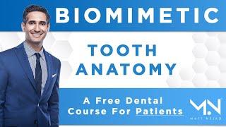 Biomimetic Dental Course for Patients | Lesson 1: Tooth Anatomy & the Biomimetic Approach