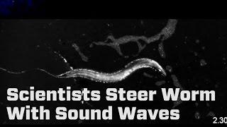 Scientists Steer Worms With Sound Waves
