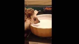 Hedgehog drinking water