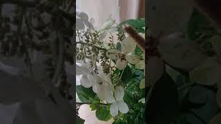 Садовые цветы в арбузе