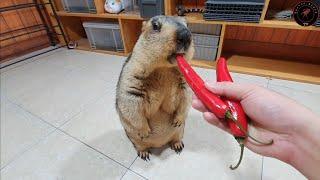 Will marmot chew on this red pepper ?