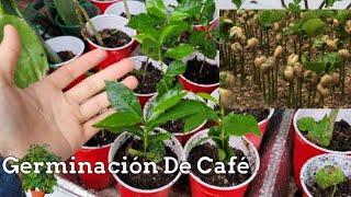 Como Germinar Semillas de Cafe Cultivar Cafe en Casa