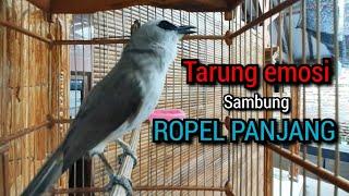 trucukan ropel panjang tarung buat pancingan trucukan agar bunyi dan jadikan trucukan gacor seketika