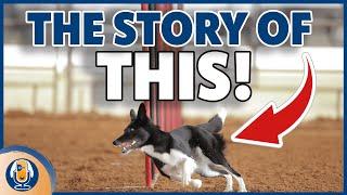 Transforming Dog Behavior - The Story Of This! So Far: Dog Training, Agility, Nutrition And Beyond