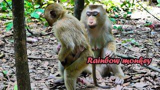 ITS beautiful! Monkey Rainbow is very kindness to baby Luno & Luna really appreciates HER