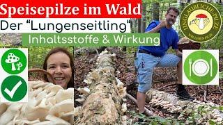 Der Lungenseitling - Speisepilze im Wald! Bestimmen & Pilzwissen  Sept 2022