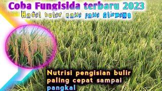 Pengisian bulir cepat sampai pangkal//dengan fungisida terbaru