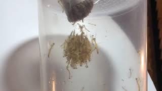 Time-lapse video of Chinese Mantis ootheca hatching