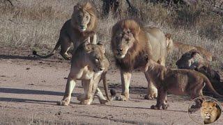 Ever Seen A Flirting Lioness? Watch The Queen Of Them All