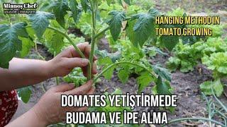 Domates Budama Ve İpe Alma Nasıl Yapılır.Domateste Koltuk Alma.Domateste Verim Artırmak