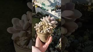 Graptopetalum Amethystinum Lavender Pebbles | bikolanahardinera #shortvideo #succulents #succulent