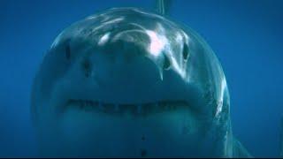 Blue Water White Shark (Guadalupe 2008)