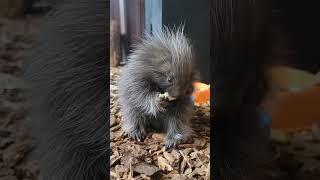 Porcupine Likes Belly Rubs