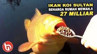 Mendadak Kaya Raya Jika Pelihara ini! Inilah Ikan Koi Jumbo Termahal dengan Warna Eksotis di Dunia