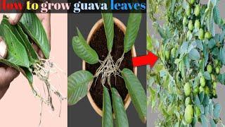 How to grow guava trees from guava leaves - With 100% success.