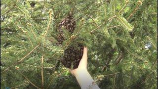 Another Swarm.  Watch me cup 2,000 bees in my hand.