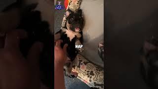 Can't. Stay. Awake. ️ This Puppy's Yawn Marathon Will Hypnotize You! #sleepypup #cutenessoverload