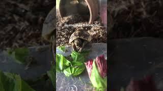 Baby Greek Tortoise Healthy Mukbang 🫑️