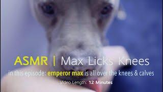 Max Licks | Knees & Calves | ASMR DOG LICKING | NO TALKING