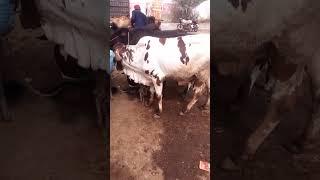 mawali #viral #bull #top