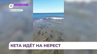 С началом хода кеты в Приморье рыбоохрана будет работать в усиленном режиме