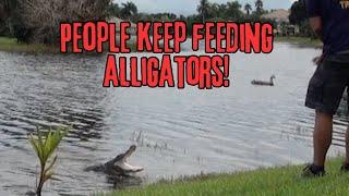 People Keep Feeding Alligators....