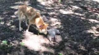 Opossum playing ‘possum