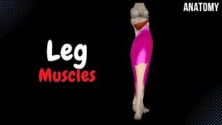 Muscles of the Leg (Division, Origin, Insertion, Functions)