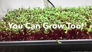 Microgreens: Always something new!