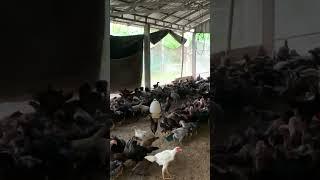 Chicken in farm #chicken #chickenfeeding #chickenfarming #animals