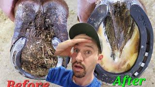 Restoring a neglected horse hoof, SO MUCH TO TAKE OFF -- SATISFYING - ASMR