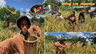 Giống Lúa Japonica Của Mẹ - Ngày Công việc Của Gia Đình || Japonica rice variety || Y PEP 81