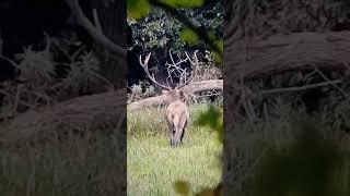 A nagybika. #wildlife_of_gemenc #deer