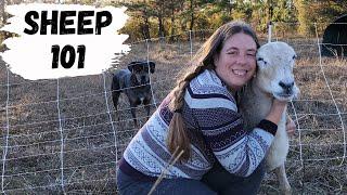 Beginner's Guide to Raising Sheep | How to Raise Your Own Lamb