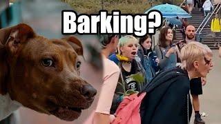 LGBT Mob Can’t Debate – But They Do Bark Like Dogs