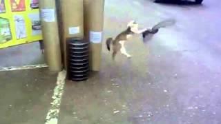 Cat Catches pigeon but gets run over :(
