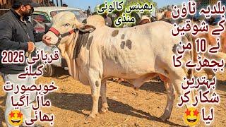 Bhains Colony Mandi Karachi Cattle Latest Rates Update 8 January 2025 | Cow Mandi 2025