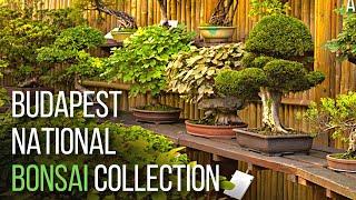 National Bonsai Collection at the Budapest Zoo & botanical garden