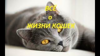 Кошки.Всё о кошках.Интересные факты.