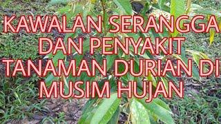 Kawalan serangga dan penyakit tanaman durian dimusim hujan